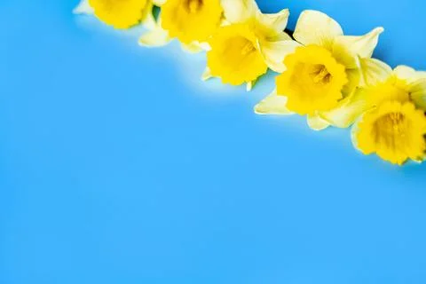 Daffodils Stock Photos