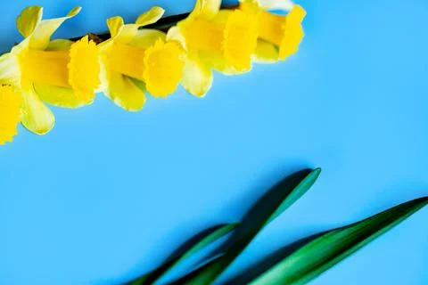 Daffodils Stock Photos