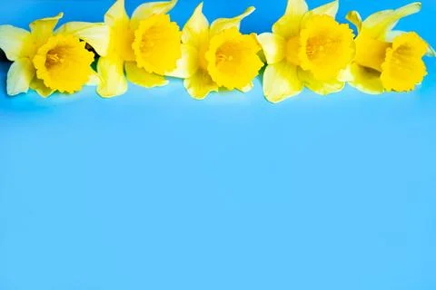 Daffodils Stock Photos