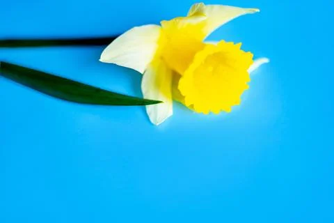 Daffodils Stock Photos