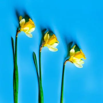 Daffodils Foto stock