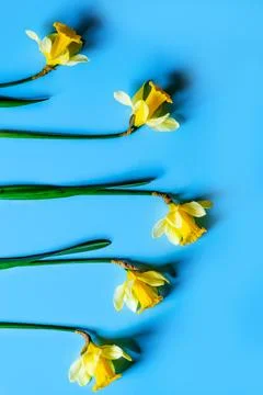 Daffodils Stock Photos