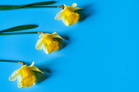 Daffodils Stock Photos