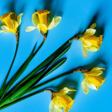 Daffodils Stock Photos