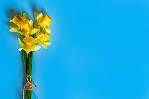 Daffodils Stock Photos