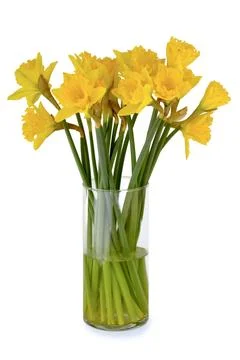 Daffodils Stock Photos