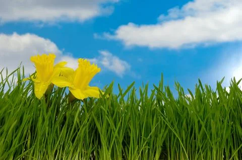 Daffodils Foto stock
