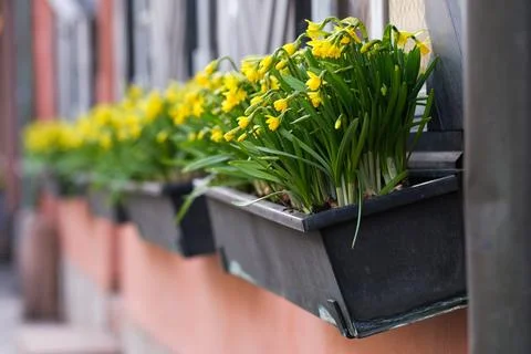 Daffodils Stock Photos