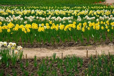 Daffodils Stock Photos