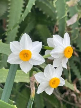 Daffodils Foto stock