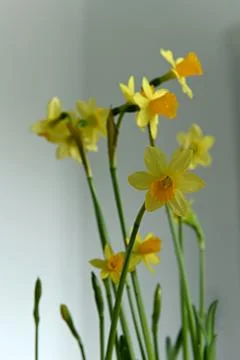 Daffodils Foto stock