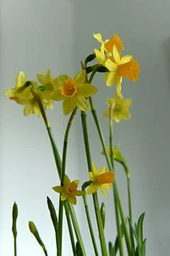 Daffodils Foto stock