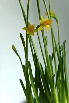 Daffodils 库存照片