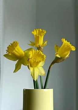 Daffodils Foto stock