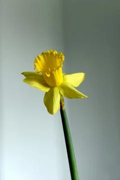 Daffodils Foto stock