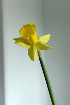 Daffodils Photos