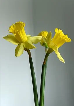 Daffodils Foto stock