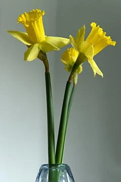 Daffodils Photos