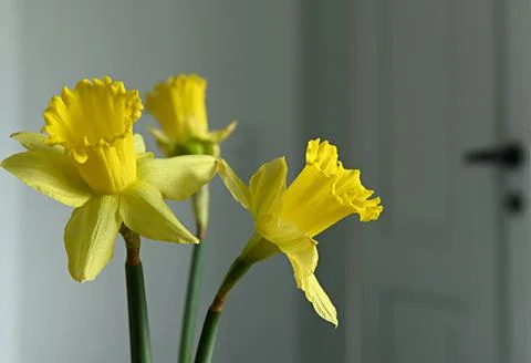 Daffodils Foto stock