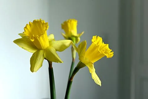 Daffodils Foto stock
