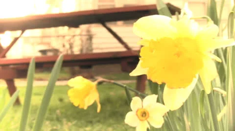 Daffodils picnic table Stock Footage 23325898