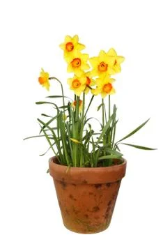 Daffodils in a pot Stock Photos