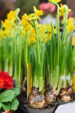 Daffodils in a the pots for Easter Stock-Fotos