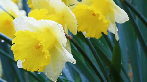 Daffodils in the rain 動画素材 752694