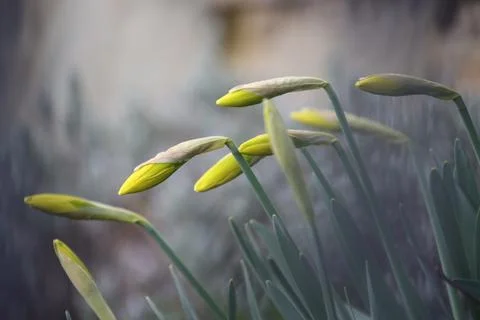 Daffodils in the rain shower Stock Photos