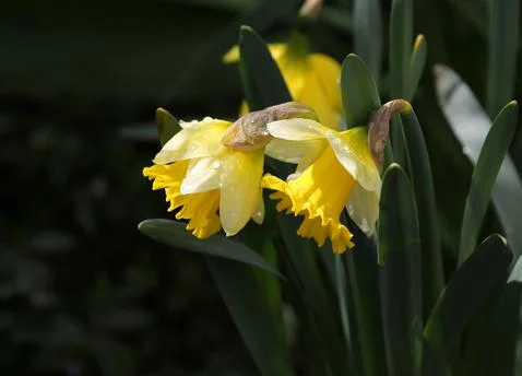 Daffodils with raindrops 스톡 사진