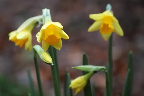 Daffodils with raindrops Stock Photos