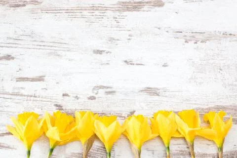 Daffodils in a row Foto stock