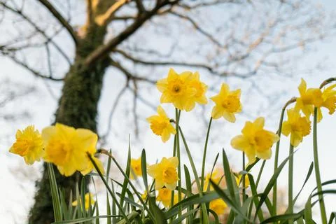 Daffodils seen from below looking up to a tree and sky in early springtime. Stock Photos
