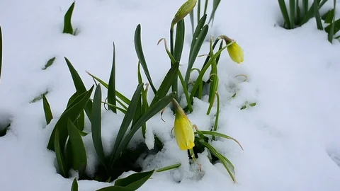 Daffodils on snow background Stock Footage 128797238