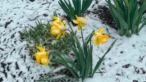 Daffodils in Snow - Close Up - Spring Weather Stock Footage 270095893