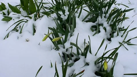 Daffodils in the snow Stock Footage 128797230