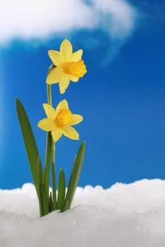 Daffodils in snow Stock Photos