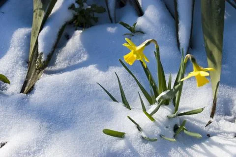 Daffodils in the snow Stock Photos