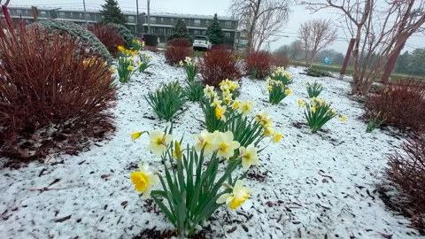 Daffodils in Snow - Wide shot Stock Footage 270095912