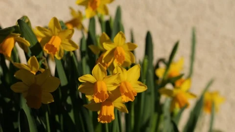 Daffodils in spring blooming Stock Footage 290812240