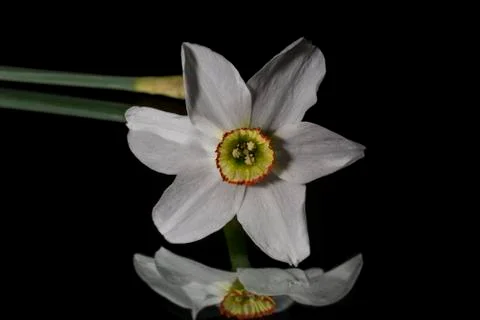 Daffodils ,spring flower Stock Photos