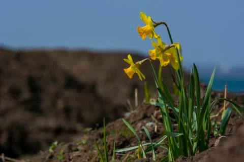 Daffodils, spring flowers Stock Photos