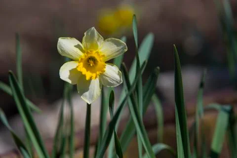 Daffodils, spring flowers Stock Photos