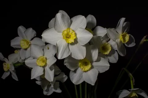 Daffodils, spring flowers Stock Photos