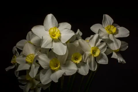 Daffodils, spring flowers Stock Photos