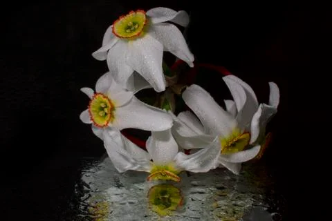 Daffodils, spring flowers Stock Photos