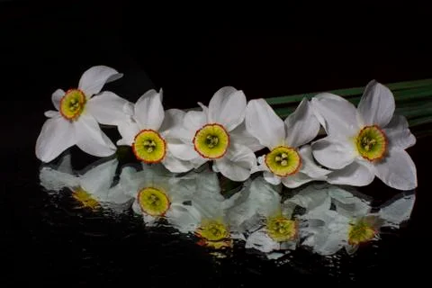 Daffodils, spring flowers Stock Photos