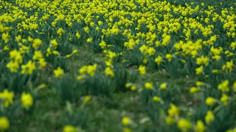 Daffodils in Spring [Focus Pull] Stock Footage 48723227