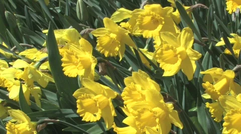 Daffodils in the Spring Stock Footage 753916