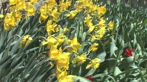Daffodils in the Spring Vídeos de archivo 753918